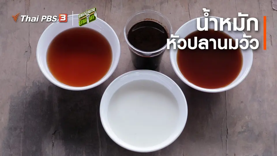สูตรลับฉบับบ้านนา : น้ำหมักหัวปลานมวัว