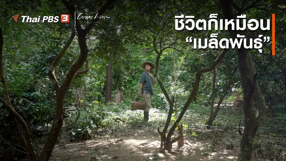 เรื่องเล่าคนกลับบ้าน : ชีวิตก็เหมือน “เมล็ดพันธุ์”
