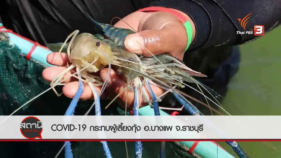 สถานีร้องเรียน : COVID-19 กระทบผู้เลี้ยงกุ้ง อ.บางแพ จ.ราชบุรี