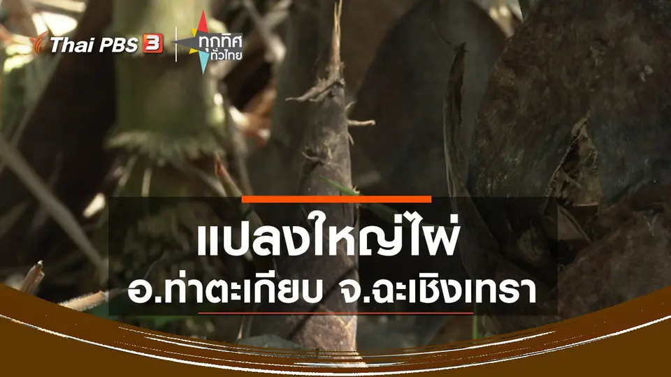 แปลงใหญ่ไผ่ อ.ท่าตะเกียบ จ.ฉะเชิงเทรา