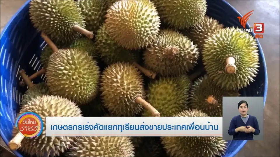 จับตาข่าวเด่น : เกษตรกรเร่งคัดแยกทุเรียนส่งขายประเทศเพื่อนบ้าน