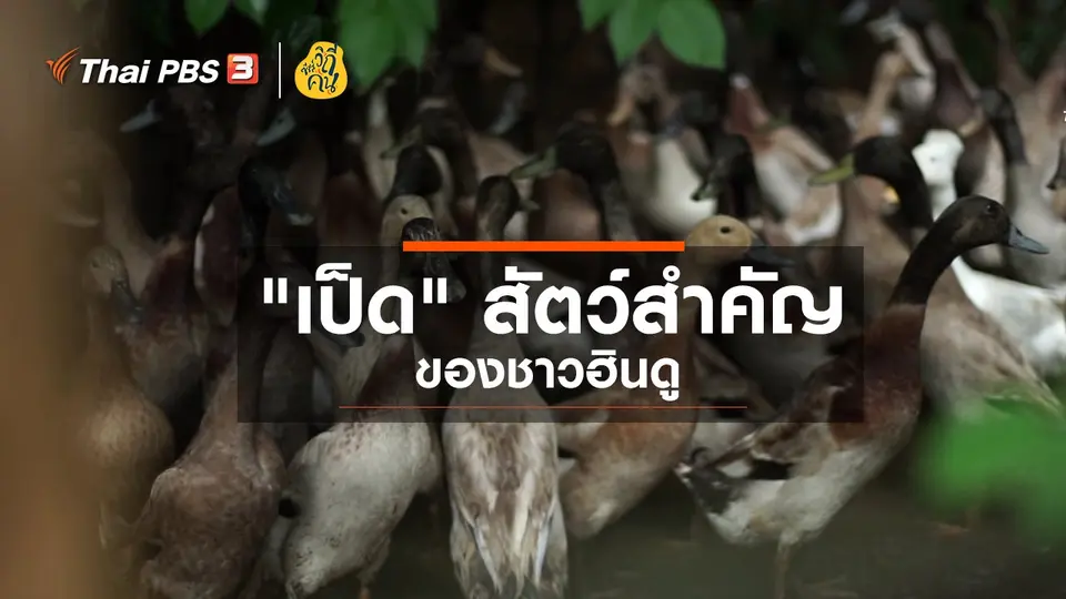 "เป็ด" สัตว์สำคัญของชาวฮินดู