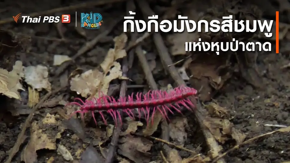 คิดส์เรียนรู้ : กิ้งกือมังกรสีชมพูแห่งหุบป่าตาด