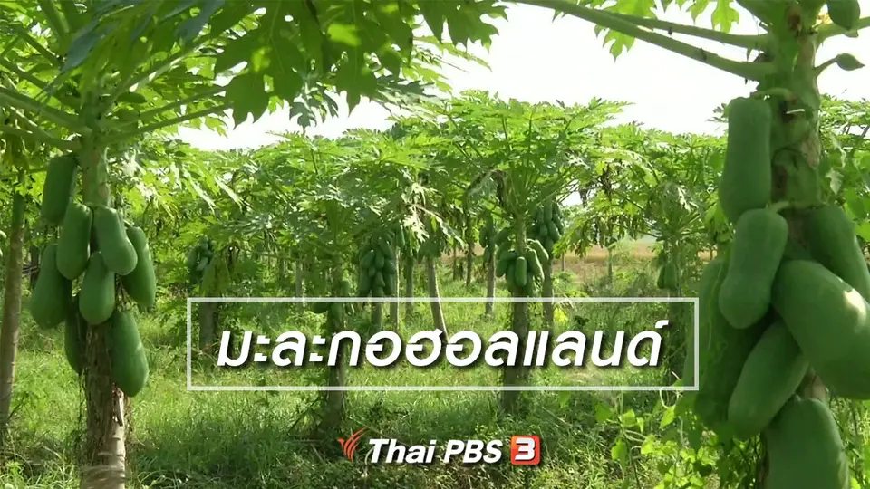 ตะลุยทั่วไทย :  มะละกอฮอลแลนด์
