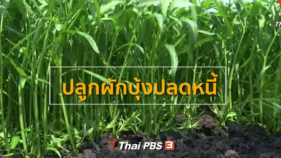 ​อาชีพทั่วไทย : ปลูกผักบุ้งปลดหนี้