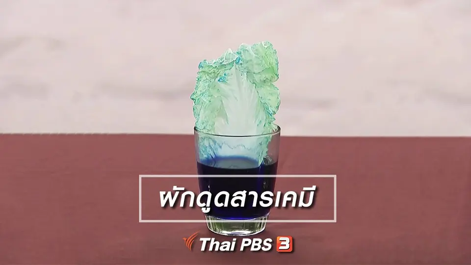 ผักดูดสารเคมี