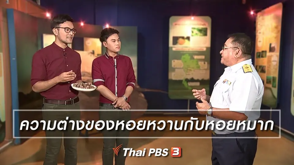 ความต่างของหอยหวานกับหอยหมาก