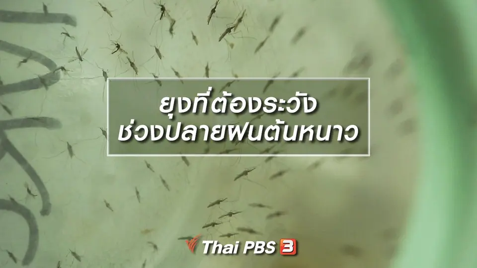 ยุงที่ต้องระวังช่วงปลายฝนต้นหนาว