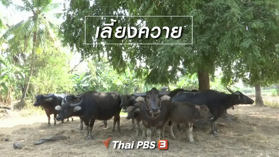 ตะลุยทั่วไทย : เลี้ยงควาย