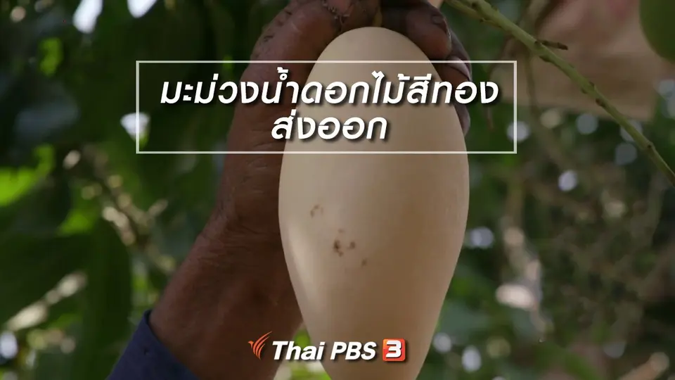 ​ตะลุยทั่วไทย : มะม่วงน้ำดอกไม้สีทองส่งออก
