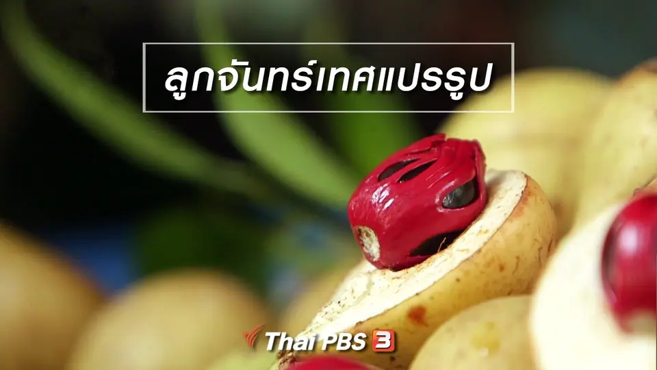 ตะลุยทั่วไทย : ลูกจันทร์เทศแปรรูป
