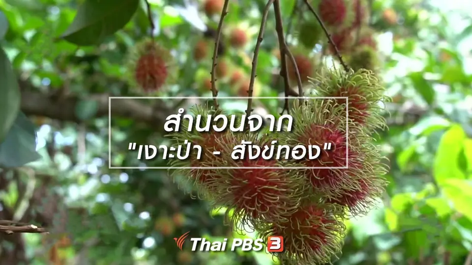 เพียงคำเดียว : สำนวนจาก "เงาะป่า - สังข์ทอง"