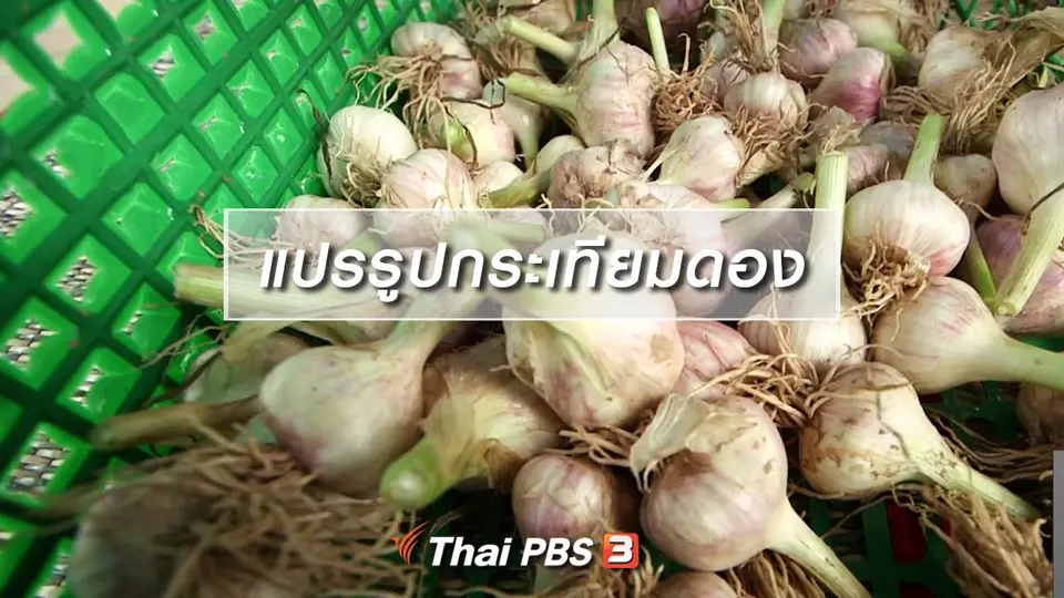 ​ตะลุยทั่วไทย : แปรรูปกระเทียมดอง