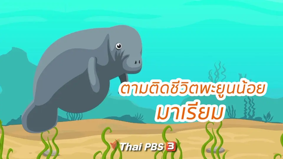 คิดส์ขยายข่าว : ตามติดชีวิตพะยูนน้อย มาเรียม