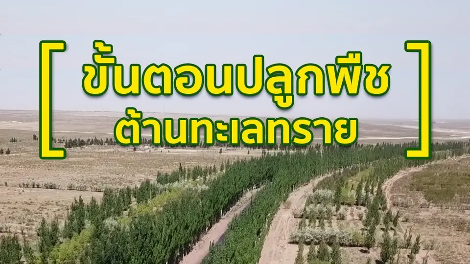 ขั้นตอนปลูกพืชต้านทะเลทราย