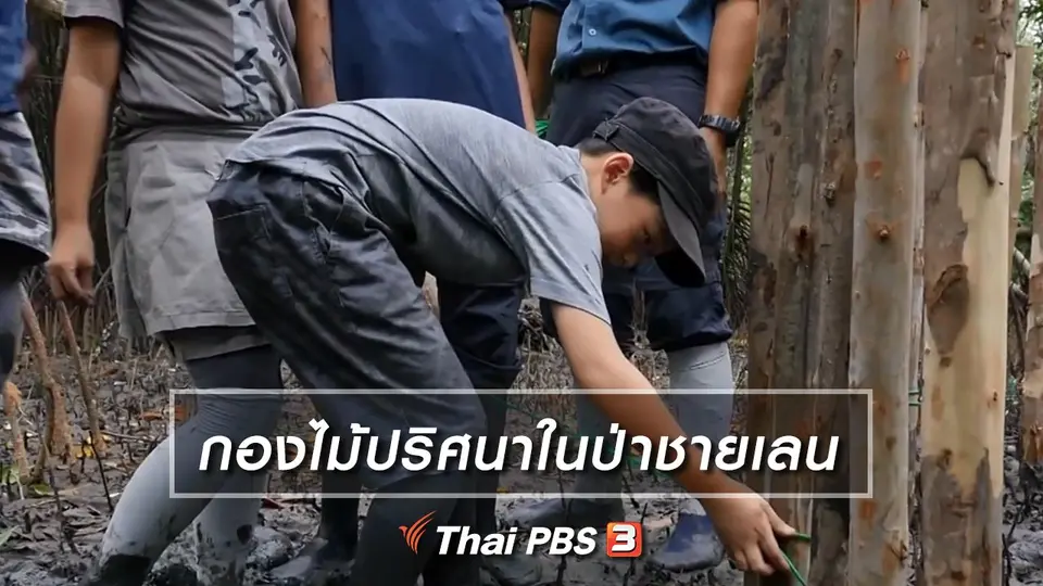 คิดส์เรียนรู้ : กองไม้ปริศนาในป่าชายเลน