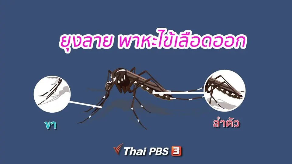 ยุงลาย พาหะไข้เลือดออก