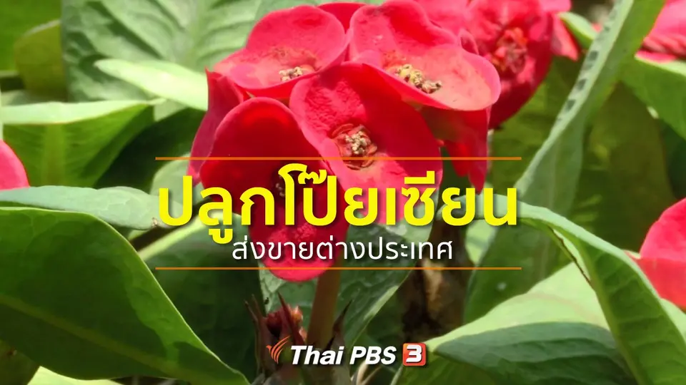​อาชีพทั่วไทย : ปลูกโป๊ยเซียนส่งขายต่างประเทศ