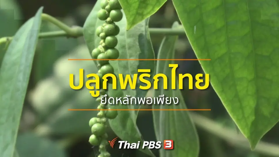 อาชีพทั่วไทย : ปลูกพริกไทยยึดหลักพอเพียง