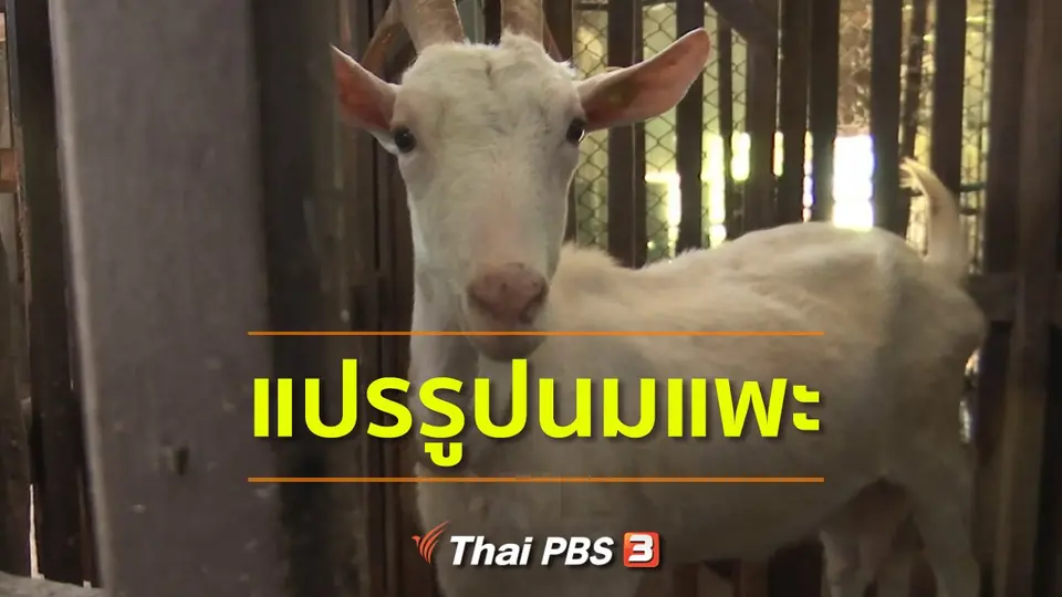 อาชีพทั่วไทย : แปรรูปนมแพะ