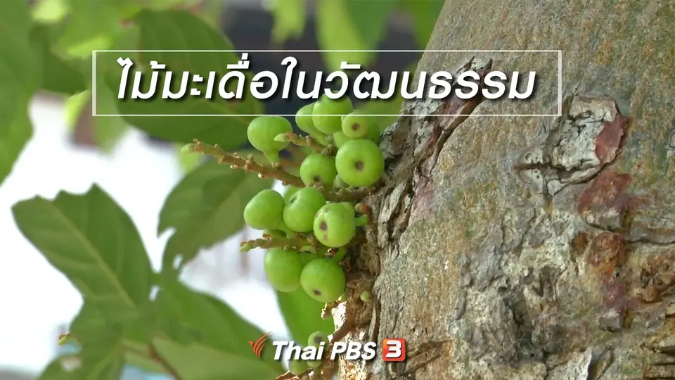 ​เรื่องนี้มีตำนาน : ไม้มะเดื่อในวัฒนธรรม