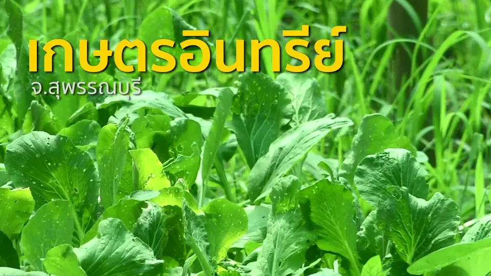​ชุมชนทั่วไทย : เกษตรอินทรีย์และแปรรูปข้าวแผ่นปรุงรส