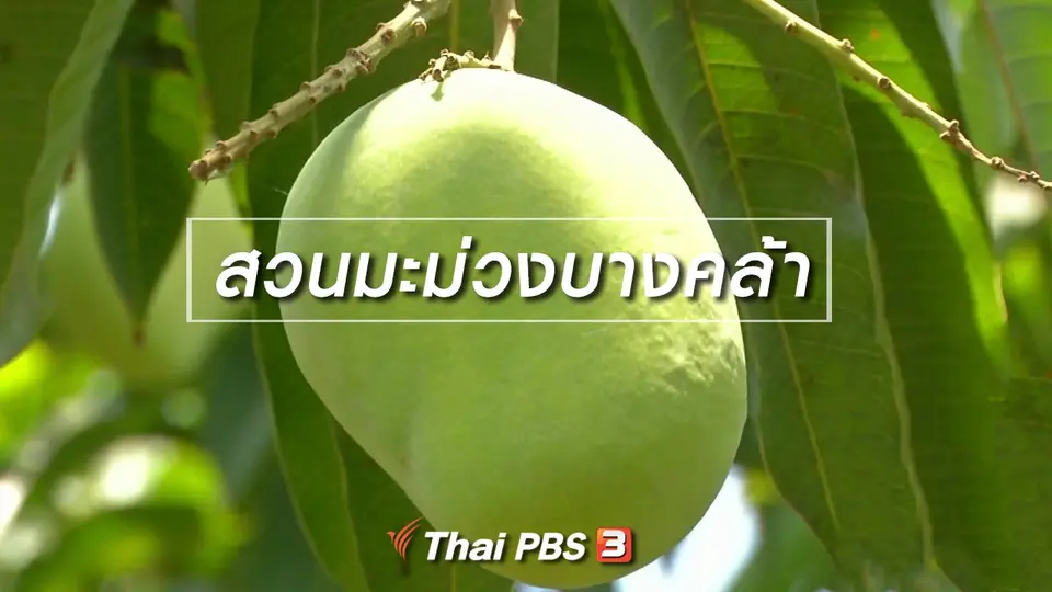 ตะลุยทั่วไทย : สวนมะม่วงบางคล้า