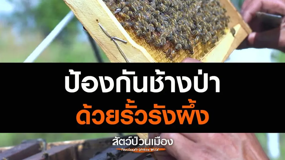 ​ป้องกันช้างป่าด้วยรั้วรังผึ้ง