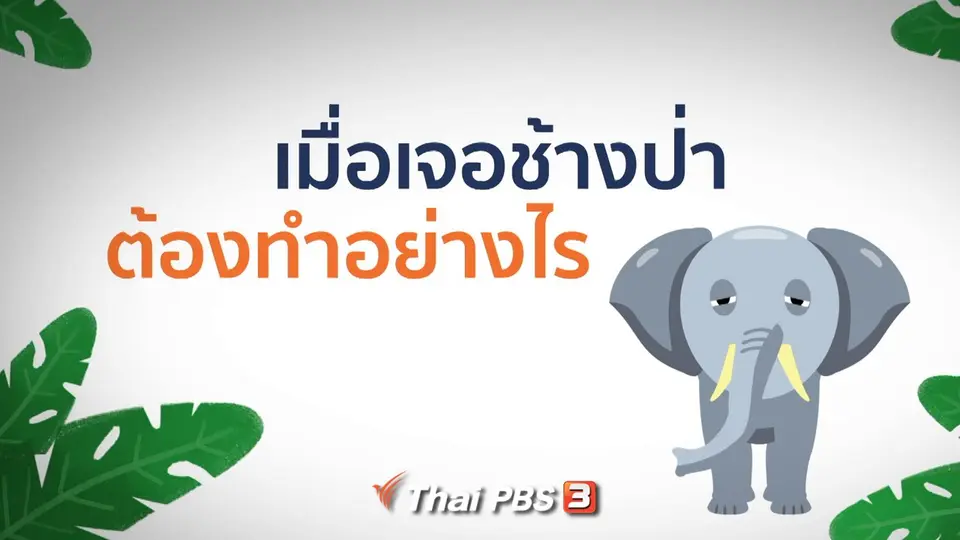 ​ข้อควรปฏิบัติเมื่อเจอช้างป่า