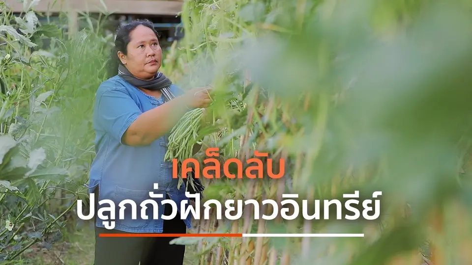 เคล็ดลับปลูกถั่วฝักยาวอินทรีย์