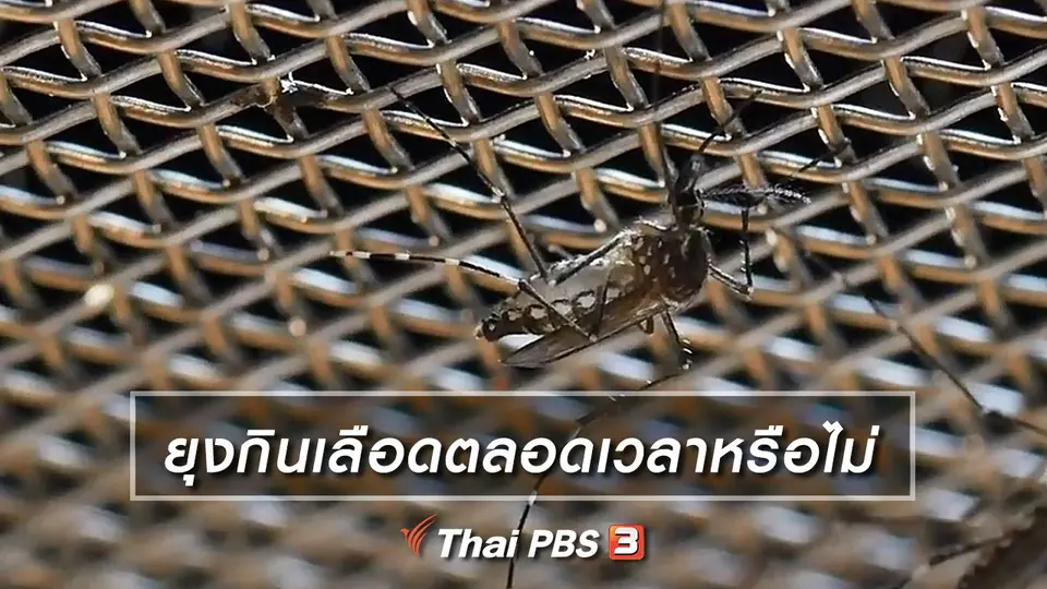 คิดส์เรียนรู้ : ยุงกินเลือดตลอดเวลาหรือไม่