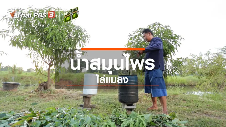 สูตรลับฉบับบ้านนา : น้ำสมุนไพรไล่แมลง
