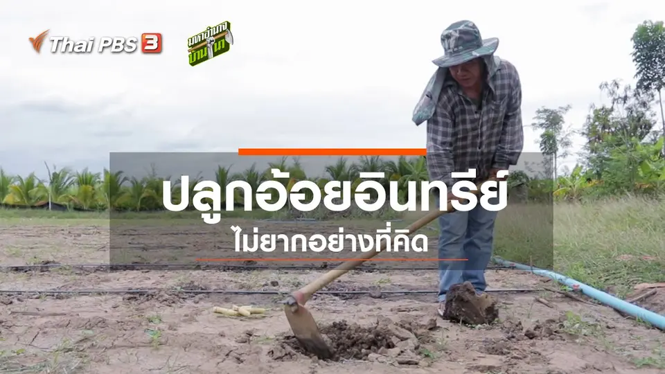 ปลูกอ้อยอินทรีย์ ไม่ยากอย่างที่คิด