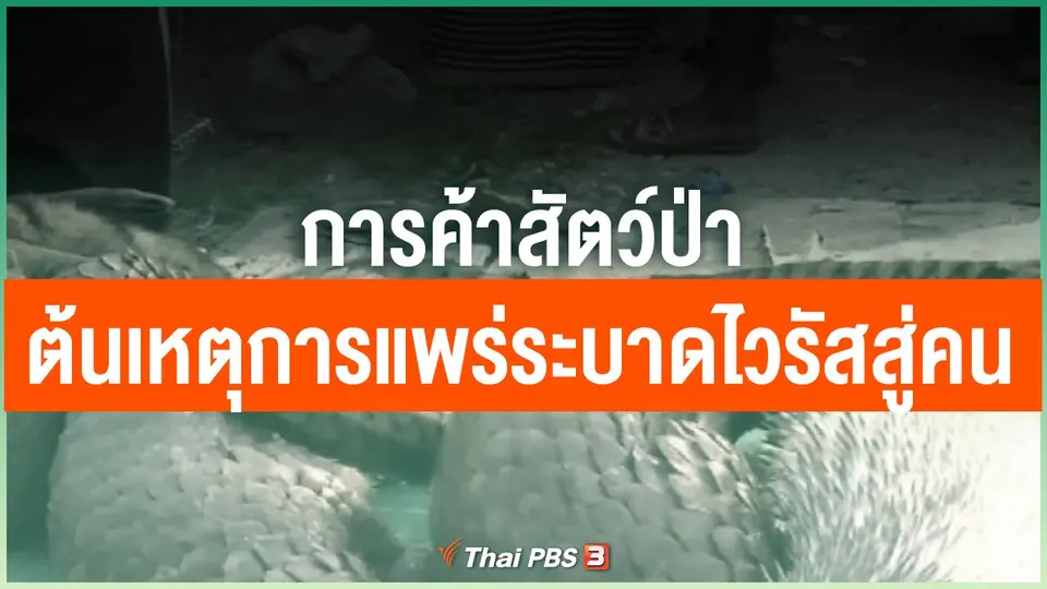 "การค้าสัตว์ป่า" ต้นเหตุการแพร่ระบาดไวรัสสู่คน