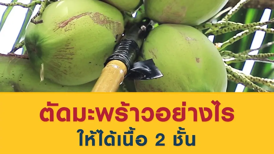 ตัดมะพร้าวอย่างไรให้ได้เนื้อ 2 ชั้น