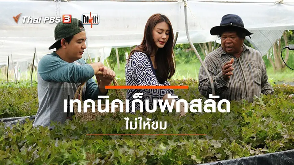 เทคนิคเก็บผักสลัดไม่ให้ขม
