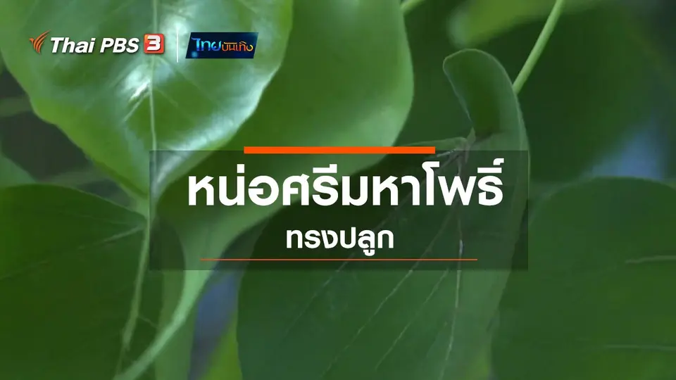 เรื่องนี้มีตำนาน : หน่อศรีมหาโพธิ์ทรงปลูก