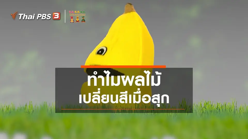 เกร็ดน่ารู้กับตาต้าตีตี้โตโต้ : ทำไมผลไม้เปลี่ยนสีเมื่อสุก