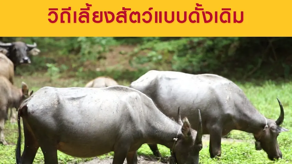เลี้ยงวัวควายแบบปล่อยป่า วิถีเลี้ยงสัตว์แบบดั้งเดิม