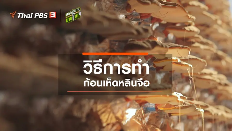 สูตรลับฉบับบ้านนา : วิธีการทำก้อนเห็ดหลินจือ