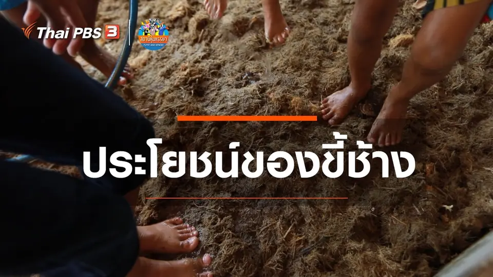 ​​หุ่นเล่าข่าว : ประโยชน์ของขี้ช้าง