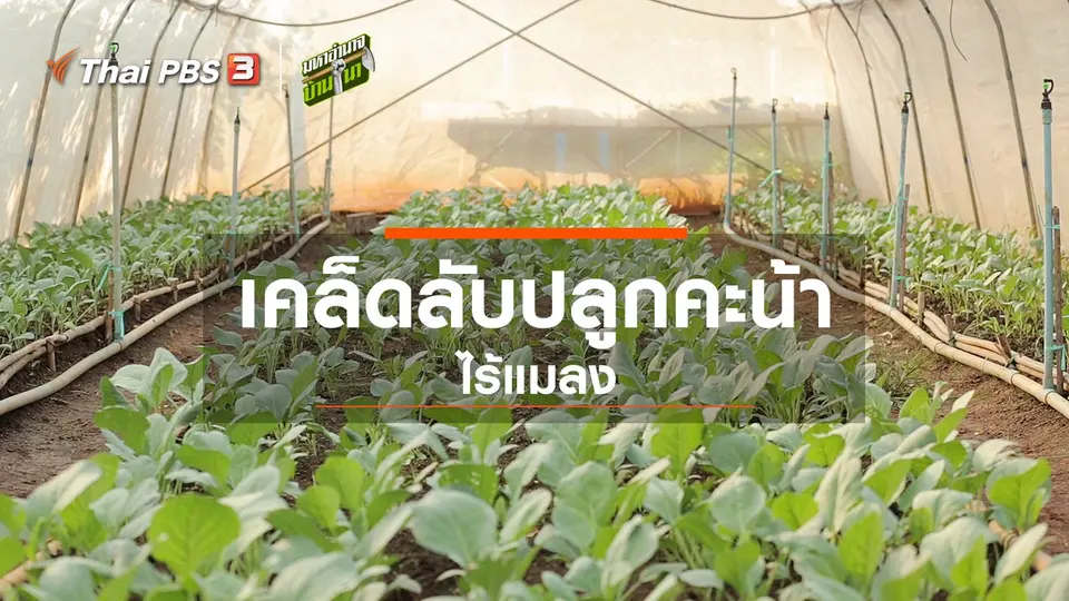 เคล็ดลับปลูกคะน้าไร้แมลง