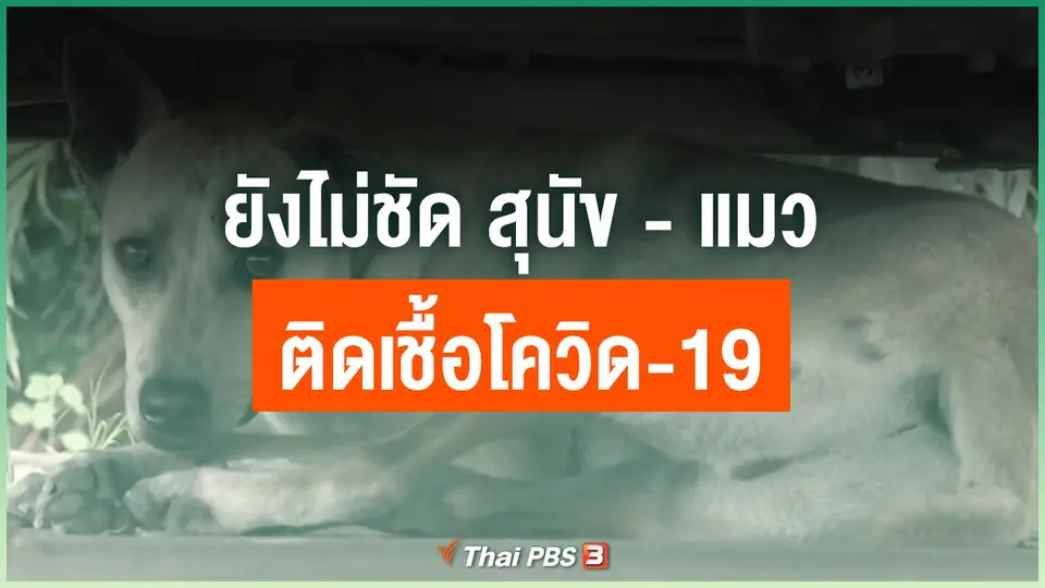 ยังไม่ชัด สุนัข - แมว ติดเชื้อโควิด-19