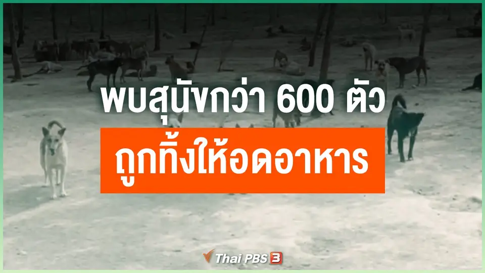 พบสุนัขกว่า 600 ตัว ถูกทิ้งให้อดอาหาร