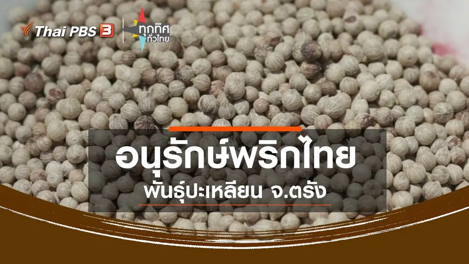 อนุรักษ์พริกไทยพันธุ์ปะเหลียน จ.ตรัง
