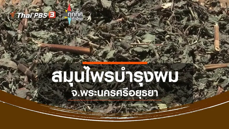 ​สมุนไพรบำรุงผมกะเม็ง ทองพันชั่ง จ.พระนครศรีอยุธยา