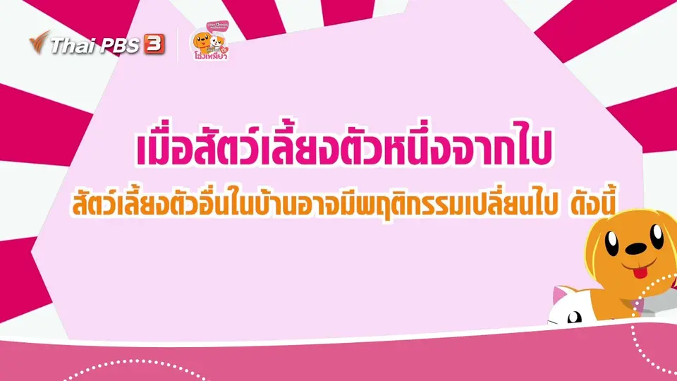 เคล็ดไม่ลับดูแลโฮ่งเหมียว : เมื่อสัตว์เลี้ยงตัวหนึ่งจากไป  สัตว์เลี้ยงตัวอื่นในบ้านอาจมีพฤติกรรมเปลี่ยนไป