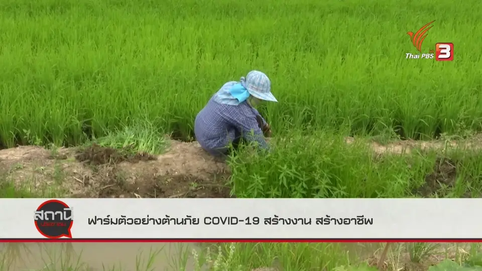 สถานีร้องเรียน : ฟาร์มตัวอย่างต้านภัย COVID-19 สร้างงาน สร้างอาชีพ จ.อ่างทอง
