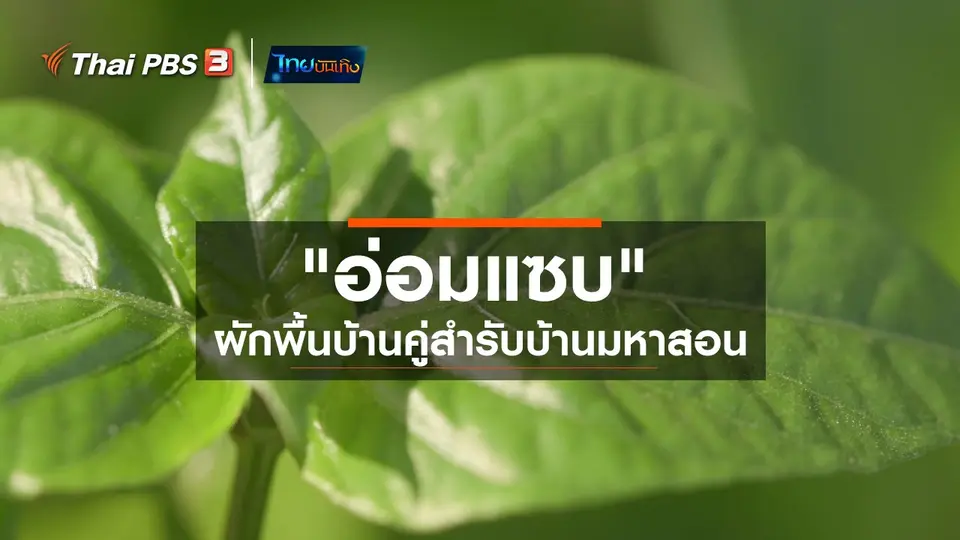 อิ่มมนต์รส : "อ่อมแซบ" ผักพื้นบ้านคู่สำรับบ้านมหาสอน