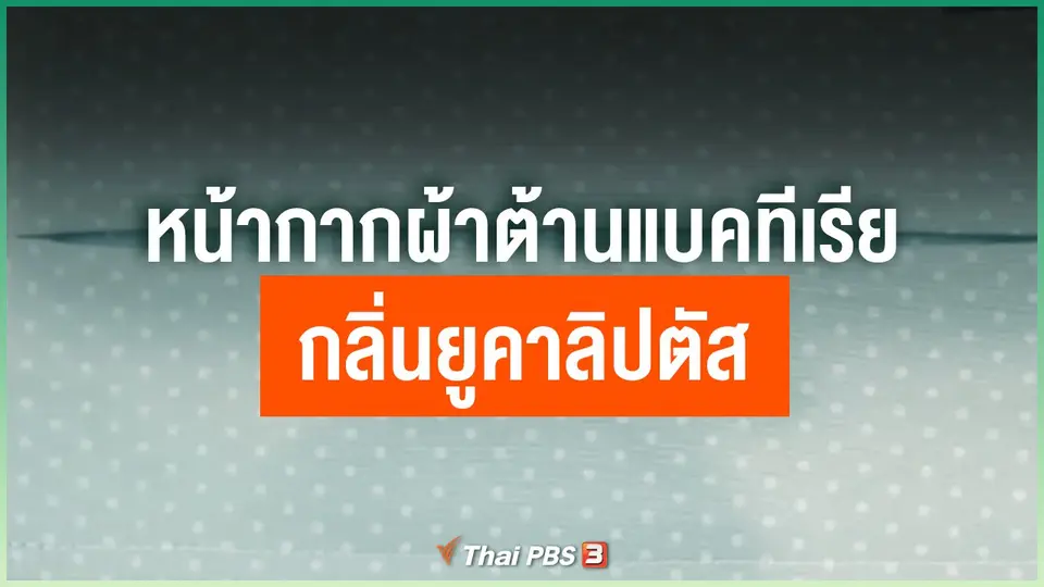 หน้ากากผ้าต้านแบคทีเรีย กลิ่นยูคาลิปตัส